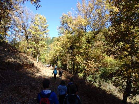 Πεζοπόροι σε δασική διαδρομή, με δέντρα και φυλλώματα γύρω τους